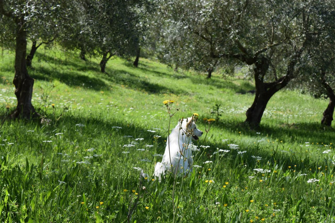 Agriturismo Terra Selvatica Valfabbrica Εξωτερικό φωτογραφία